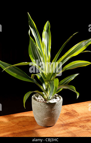 green plant in the pot Stock Photo