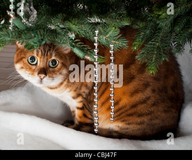 Bengal kitten sleeping under an xmas tree Stock Photo