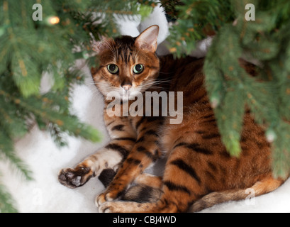 Bengal kitten sleeping under an xmas tree Stock Photo