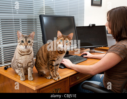 Young woman in home office with two monitors and keyboard on leather desk with two kittens staring at the camera Stock Photo