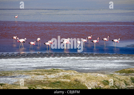 Andean flamingos (Phoenicoparrus andinus) foraging in the salt lake Laguna Colorada on the Altiplano, Bolivia Stock Photo