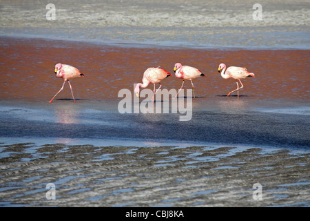 Puna /  James's Flamingos (Phoenicoparrus jamesi) in the salt lake Laguna Colorada on the Altiplano, Bolivia Stock Photo
