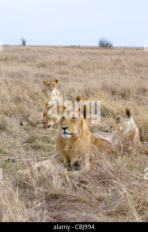 Pride of Lions (Panthera leo) on a Giraffe kill Stock Photo - Alamy