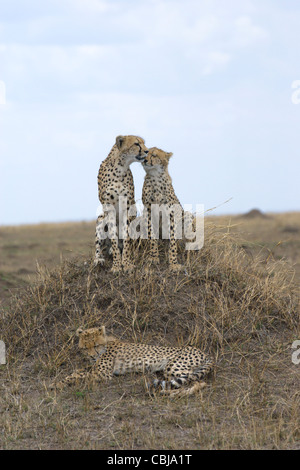 Female Cheetah, Acinonyx jubatus, with two cubs, sitting on termite mound. Masai Mara, Kenya, Spring. Stock Photo