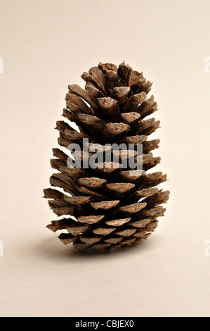 A lone pine cone sits on a white background. Stock Photo