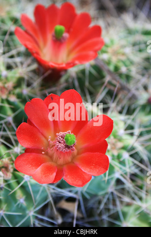 closeup of red cactus flowers with the focus on the closer flower