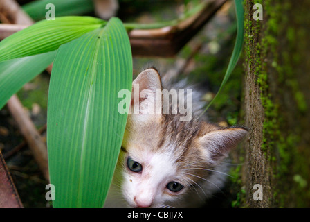 White Kitten hiding in green grass Leafs Stock Photo