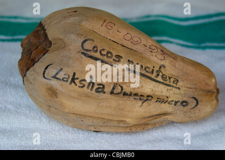 Cocos Nucifera from Lakshadweep Islands In India Stock Photo