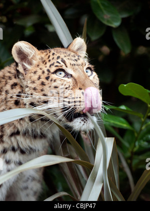 Female North Chinese leopard Stock Photo