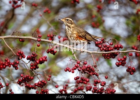 Redwing, Turdus iliacus, single bird on hawthorn berries, Warwickshire, December 2011 Stock Photo