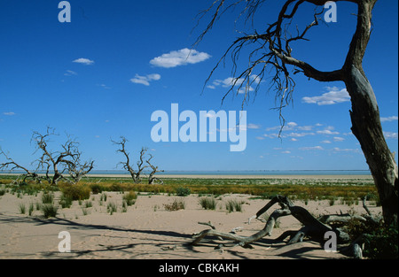 Dead tree trucks on the lake bed of Cawndilla lake of the Menindee lakes in Kinchea National Park in Outback New South Wales Stock Photo