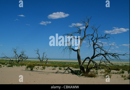 Dead tree trucks on the lake bed of Cawndilla lake of the Menindee lakes in Kinchea National Park in Outback New South Wales Stock Photo
