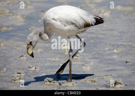 Juvenile James's Flamingo (Phoenicoparrus jamesi) foraging in shallow water at the salt lake Laguna Hedionda, Altiplano, Bolivia Stock Photo