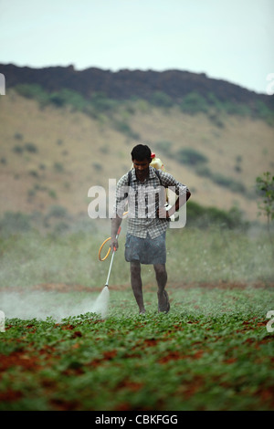 Indian man spraying pesticide unprotected Andhra Pradesh South India ...