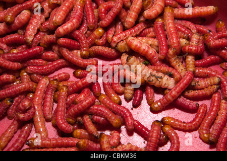 India, Nagaland, Kohima market, live red Lungu grubs for sale in Super Market bazaar Stock Photo