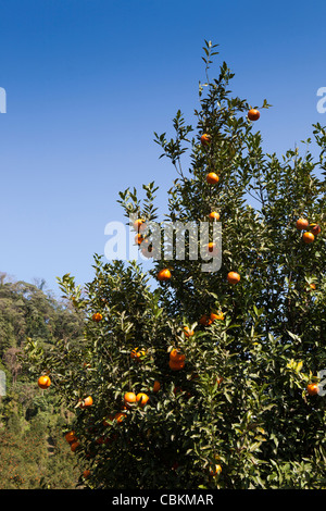 India, Arunachal Pradesh, Pasighat, hillside fruit farm oranges growing on tree Stock Photo