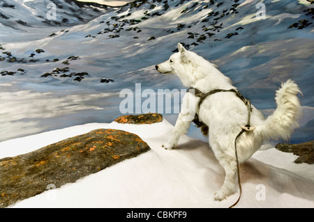 An arctic wolf with harness in the northern canadian mountains during winter. Stock Photo