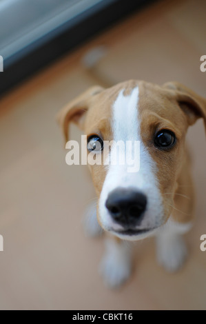Portrait of Ronnie, a cute 3 months old puppy Stock Photo