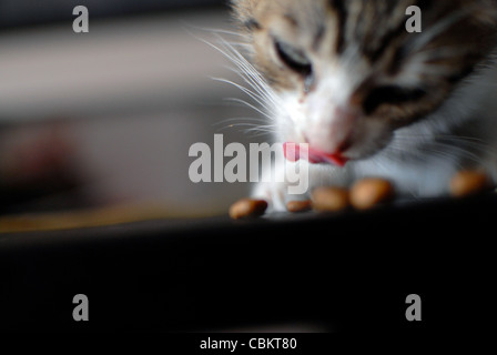 Few weeks old kitten eating cat food Stock Photo