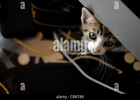 Hidden few weeks old kitten Stock Photo