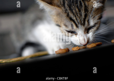 Few weeks old kitten eating cat food Stock Photo