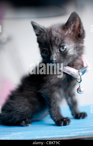 1 Month Old Black Kitten