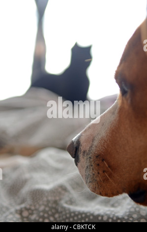 Dog and Kitten interact at home Stock Photo