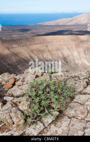 Euphorbia ssp. plant growing on the desolation of the summit of volcano Caldera Blanca in Lanzarote, Canary Islands, Spain. Although only 485m tall, the mountains vegetation is almost exclusively restricted to some Euphorbian species such as this, lichens apart. The wide lava fields of Timanfaya can be seen on the background colored in black as they are more recent that ancient Caldera Blanca, which is made of white lava. Chinijo archipelago is also spotted in the seascape. Stock Photo