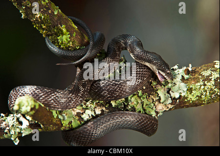 Black Rat Snake (Elaphe obsoleta), Captive. USA Stock Photo