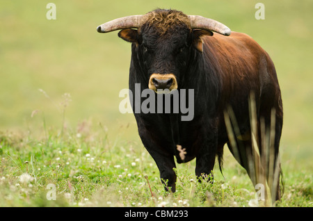 Bull Fighting Bull from Spanish Stock, base of Chimborazo Volcano, Andes, Ecuador, South America Stock Photo