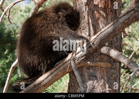 North American Porcupine Erethizon dorsatum Rio Grande County Colorado USA Stock Photo