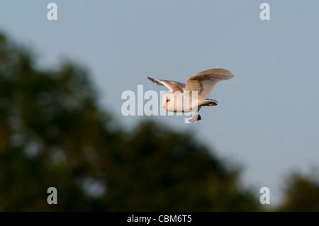 Barn owl (Tyto alba) Stock Photo