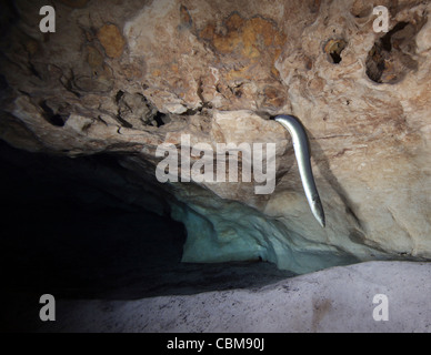 An American Eel slithers out of a hole in a cavern rock ceiling. Stock Photo