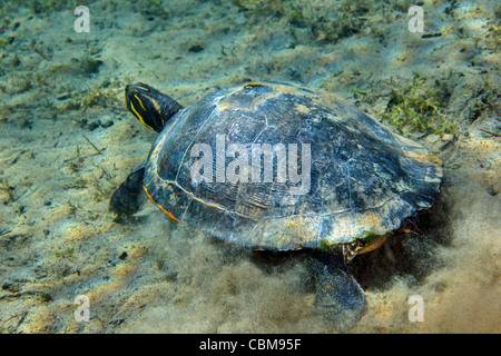 A Red-bellied Cooter turtle on the sandy bottom of Morrison Springs. Stock Photo