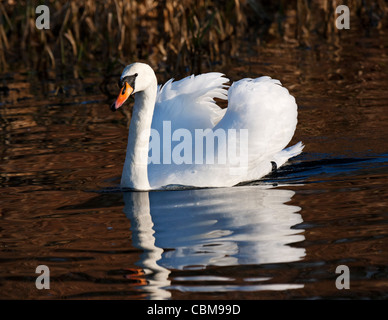 A mute swan swimming in the Forth and Clyde canal, Scotland. Stock Photo