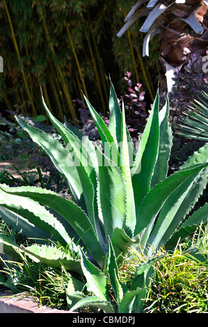 Aloe vera plant, Texas, USA Stock Photo