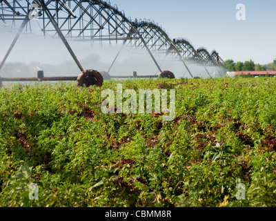 Circular irrigation system on the farm field. Stock Photo