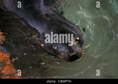 New Zealand fur seal pups cavorting in a natural creche at Wharariki Beach Stock Photo