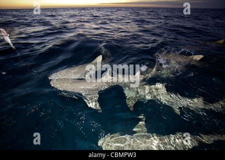 Lemon Sharks swimming at the Surface, Negaprion brevirostris, Caribbean Sea, Bahamas Stock Photo