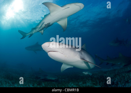 Tiger Shark and Lemon Sharks, Galeocerdo cuvier, Negaprion brevirostris, Caribbean Sea, Bahamas Stock Photo
