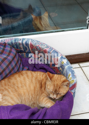 Female Ginger Cat sleeping In Basket With Ginger Tom Cat Outside By Window Stock Photo