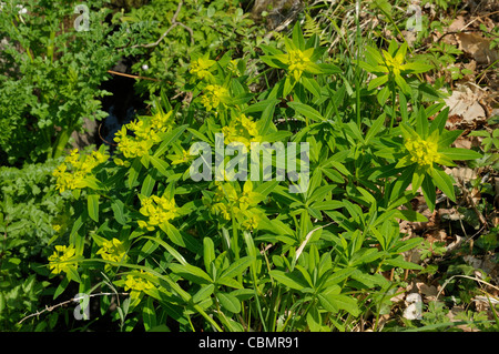 Irish Spurge - Euphorbia hyberna Stock Photo