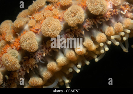 Detail of Spiny Starfish Branch, Marthasterias glacialis, Piran, Adriatic Sea, Slovenia Stock Photo