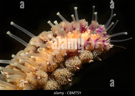 Detail of Spiny Starfish Branch, Marthasterias glacialis, Piran, Adriatic Sea, Slovenia Stock Photo