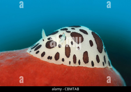 Leopard Sea Slug feeding on Sponge, Peltodoris atromaculata, Korcula Island, Adriatic Sea, Croatia Stock Photo
