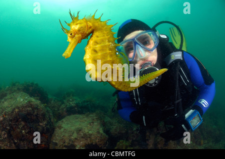 Long-snouted Seahorse and Diver, Hippocampus guttulatus, Piran, Adriatic Sea, Slovenia Stock Photo