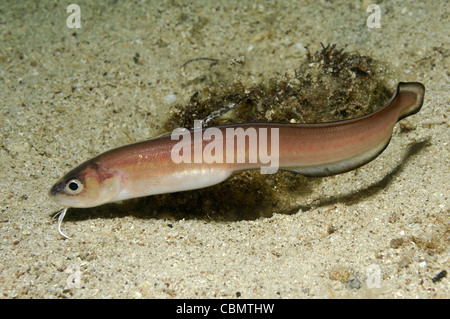 Blackfin Snake Blenny, Ophidion barbatum, Pag Island, Adriatic Sea, Croatia Stock Photo