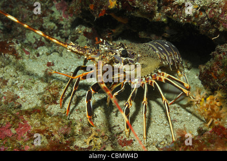 European Spiny Lobster, Palinurus elephas, Solta Island, Adriatic Sea, Croatia Stock Photo