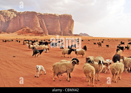 Herd of Bedouin sheep and goats in the Wadi Rum desert Stock Photo