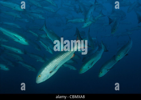 Pac Vector School of fish, Isla de Coiba, Pacific ocean, Panama Stock Photo - Alamy